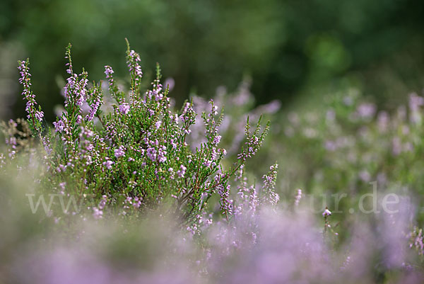 Heidekraut (Calluna vulgaris)