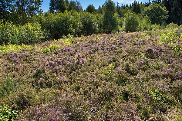 Heidekraut (Calluna vulgaris)