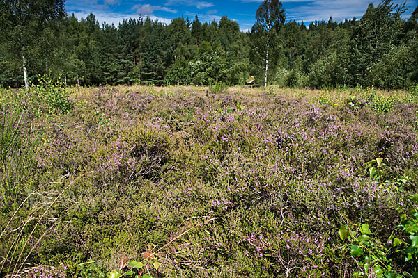 Heidekraut (Calluna vulgaris)