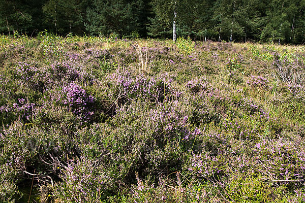 Heidekraut (Calluna vulgaris)