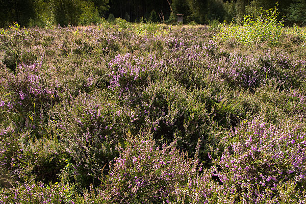 Heidekraut (Calluna vulgaris)