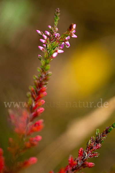 Heidekraut (Calluna vulgaris)