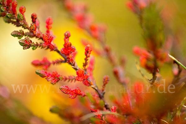 Heidekraut (Calluna vulgaris)