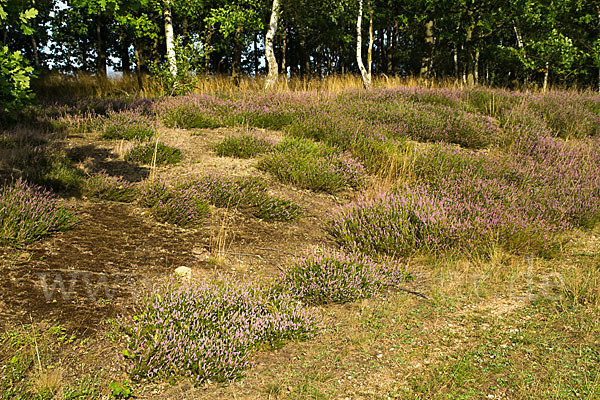 Heidekraut (Calluna vulgaris)