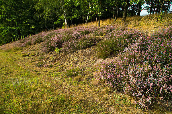 Heidekraut (Calluna vulgaris)