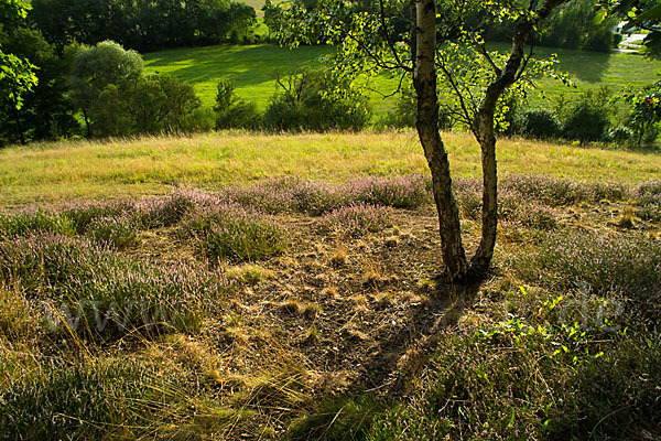 Heidekraut (Calluna vulgaris)