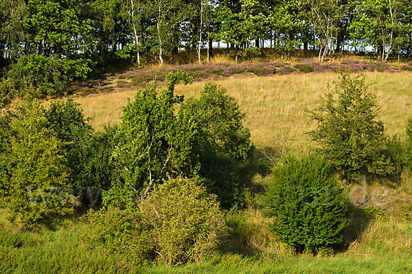 Heidekraut (Calluna vulgaris)