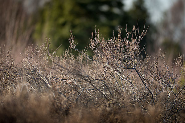 Heidekraut (Calluna vulgaris)