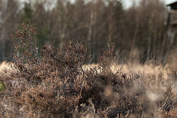 Heidekraut (Calluna vulgaris)