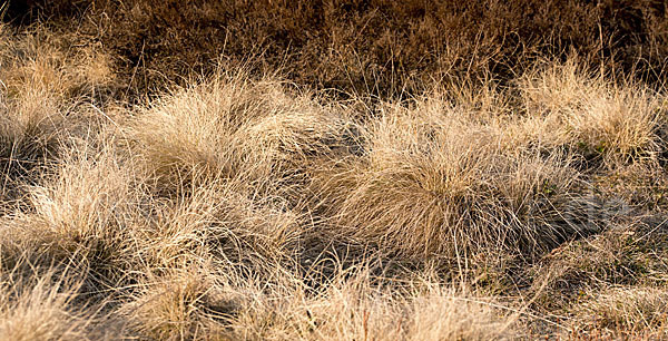 Heidekraut (Calluna vulgaris)