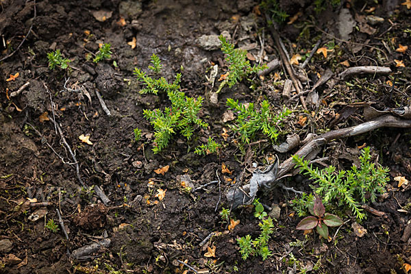 Heidekraut (Calluna vulgaris)