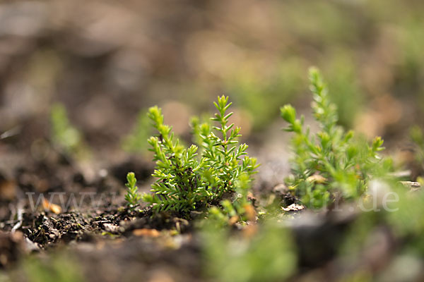 Heidekraut (Calluna vulgaris)