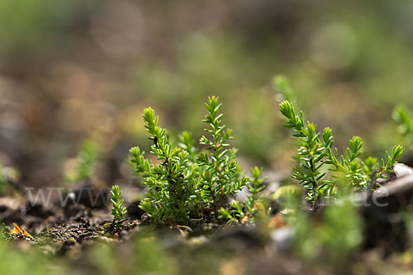 Heidekraut (Calluna vulgaris)