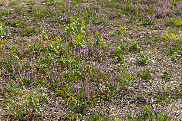 Heidekraut (Calluna vulgaris)