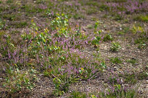 Heidekraut (Calluna vulgaris)