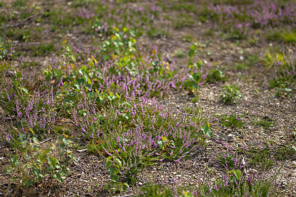 Heidekraut (Calluna vulgaris)