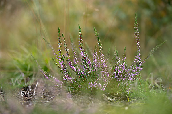 Heidekraut (Calluna vulgaris)