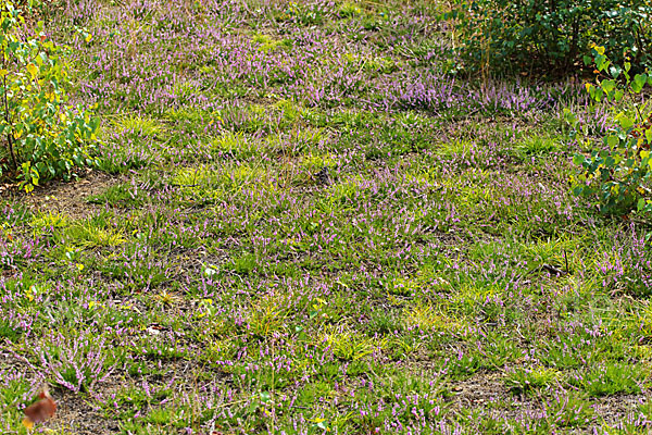 Heidekraut (Calluna vulgaris)