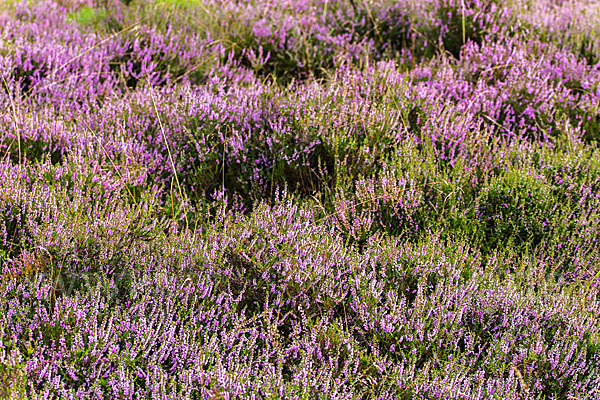 Heidekraut (Calluna vulgaris)