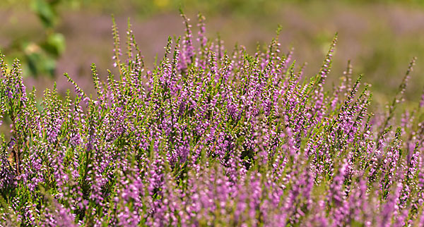 Heidekraut (Calluna vulgaris)