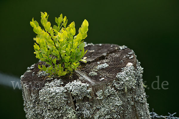 Heidelbeere (Vaccinium myrtillus)