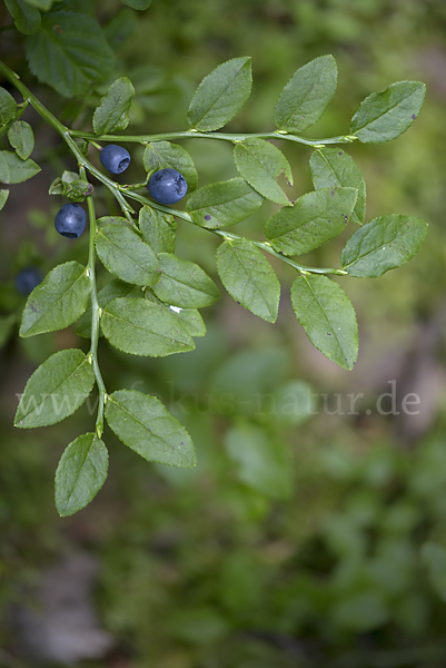 Heidelbeere (Vaccinium myrtillus)