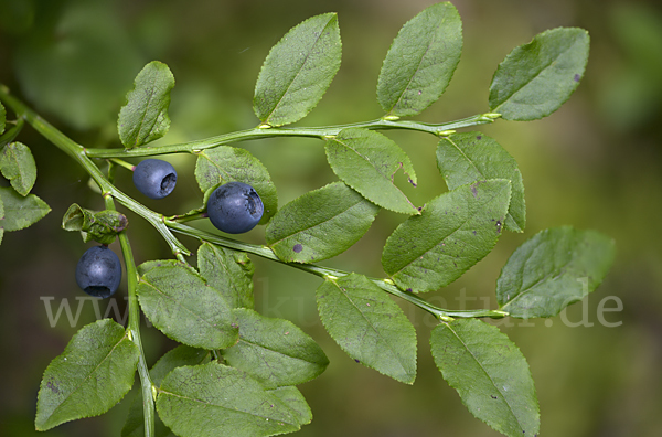 Heidelbeere (Vaccinium myrtillus)