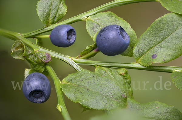 Heidelbeere (Vaccinium myrtillus)