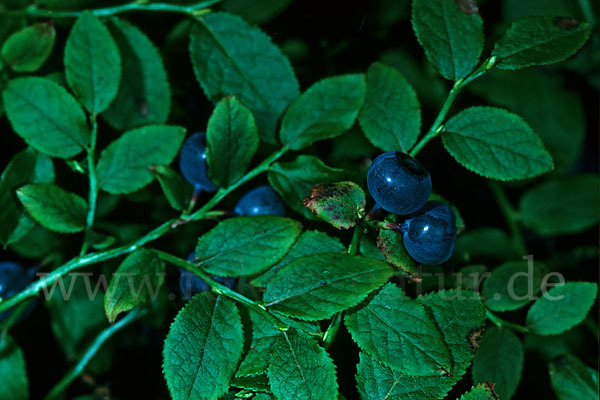 Heidelbeere (Vaccinium myrtillus)