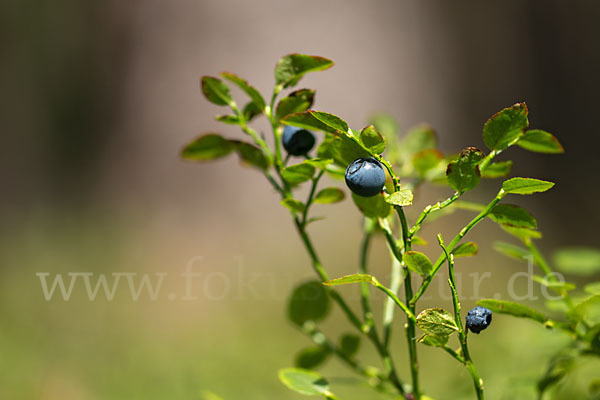 Heidelbeere (Vaccinium myrtillus)