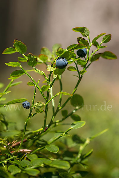 Heidelbeere (Vaccinium myrtillus)