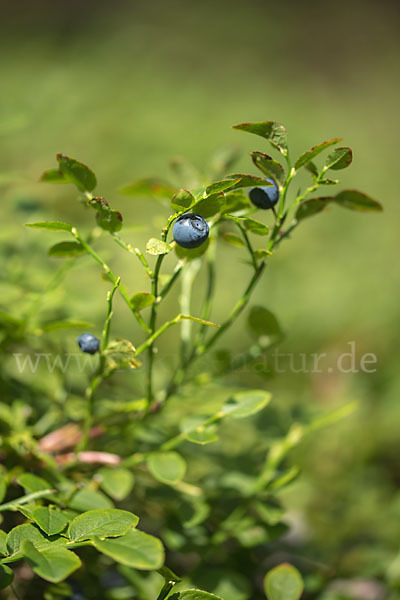 Heidelbeere (Vaccinium myrtillus)