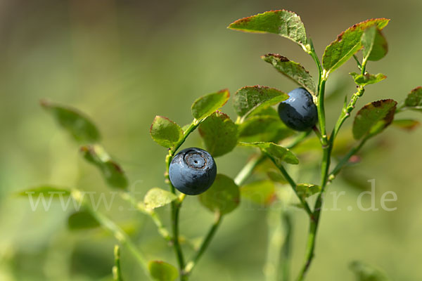 Heidelbeere (Vaccinium myrtillus)