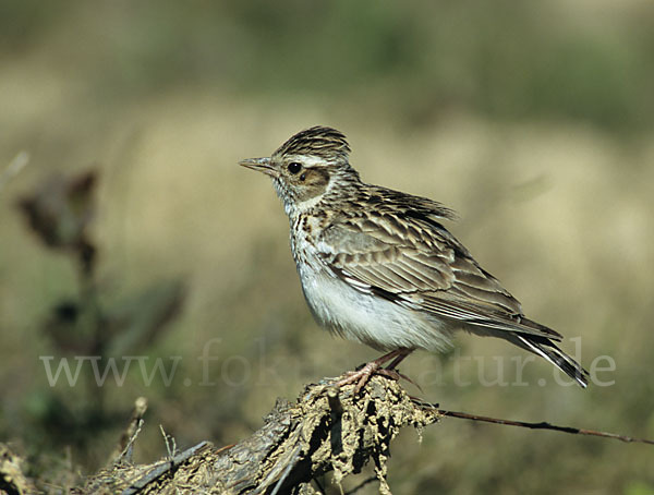 Heidelerche (Lullula arborea)