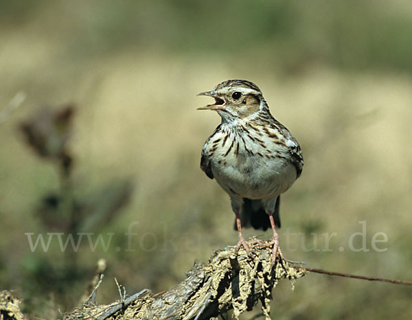 Heidelerche (Lullula arborea)