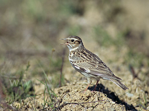 Heidelerche (Lullula arborea)