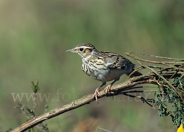 Heidelerche (Lullula arborea)