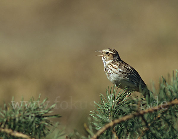 Heidelerche (Lullula arborea)