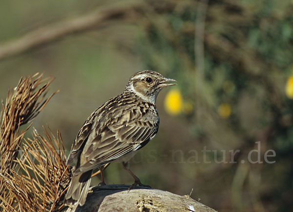 Heidelerche (Lullula arborea)