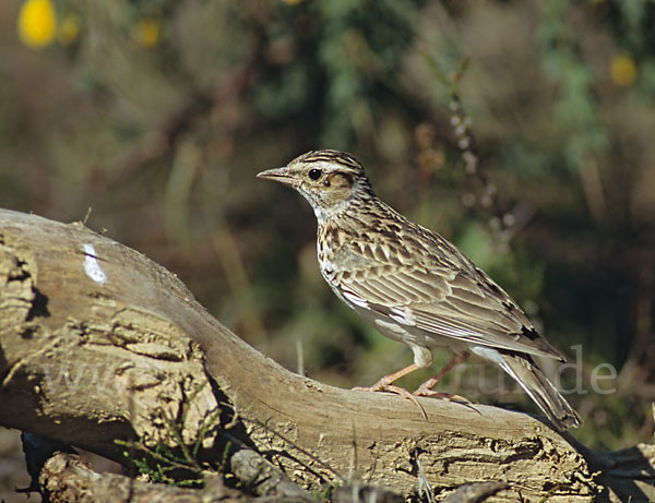 Heidelerche (Lullula arborea)