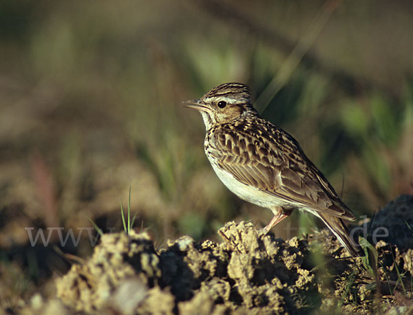 Heidelerche (Lullula arborea)