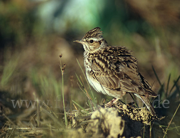 Heidelerche (Lullula arborea)