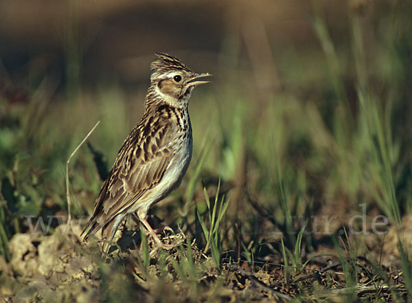 Heidelerche (Lullula arborea)