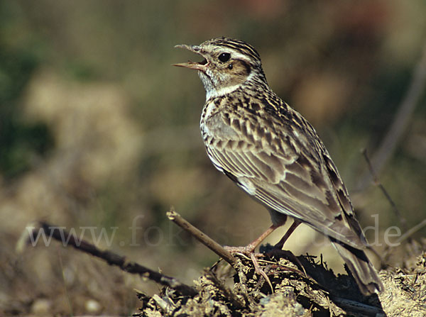 Heidelerche (Lullula arborea)