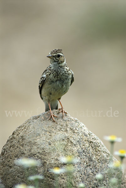 Heidelerche (Lullula arborea)