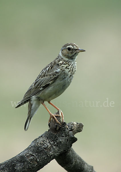 Heidelerche (Lullula arborea)