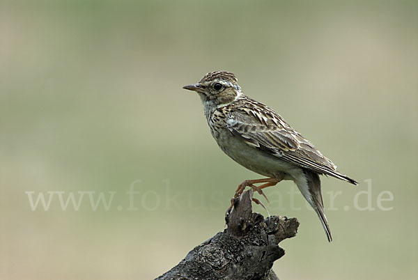 Heidelerche (Lullula arborea)