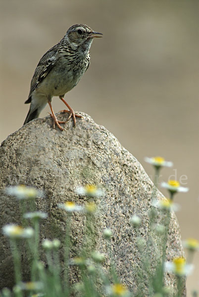 Heidelerche (Lullula arborea)