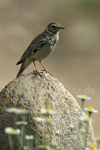 Heidelerche (Lullula arborea)