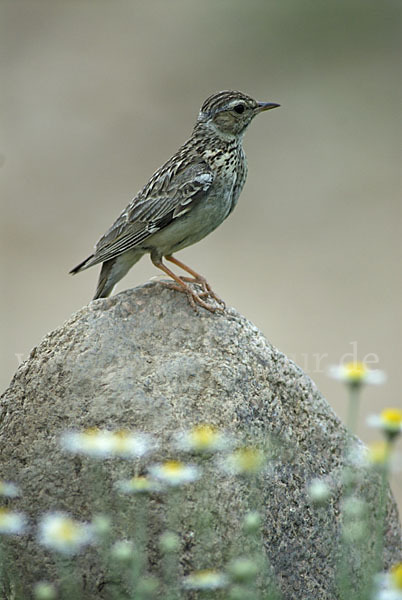 Heidelerche (Lullula arborea)